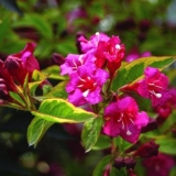 Weigela bristol ruby ​​(bristol rubin, bristol ruby): fotografija i opis grma, uzgoj i njega